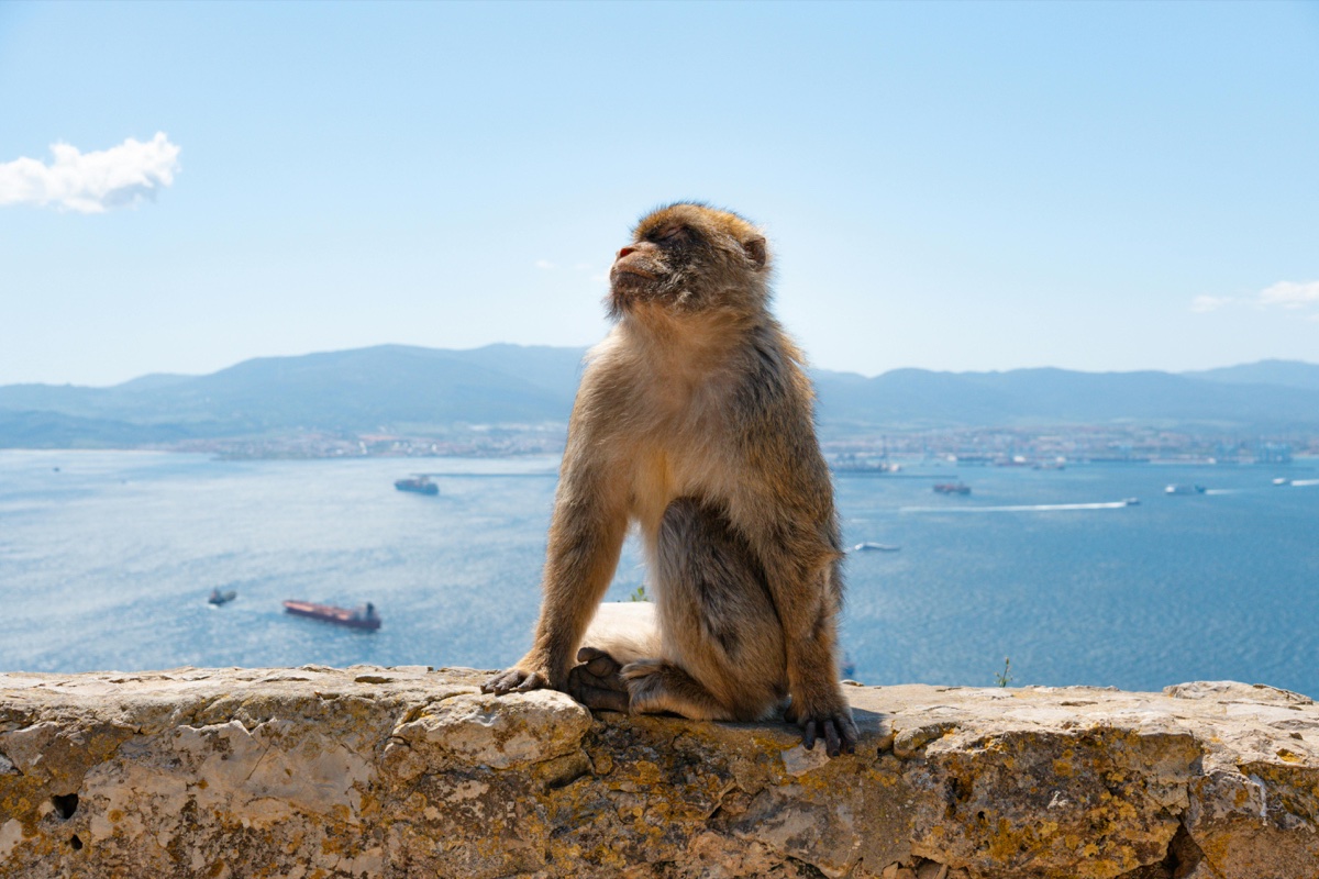 Barbary macaque on a wall above the Bay of Gibraltar